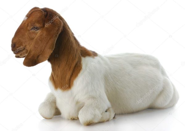 Boer Goat